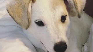 White dog sticking tongue out