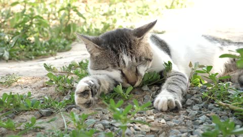 Clever cat drags bed outside to chill in the sun