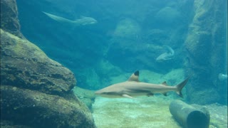 Sea Predator Swimming Underwater