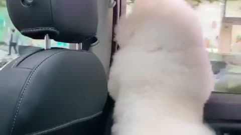 Dancing dog in my car