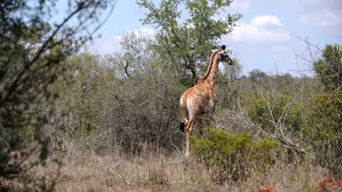 Giraffe eats from a tree and walks away in hluhluwe imfolozi park South Africa