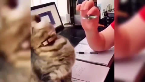 Try Not To Laugh or Grin While Watching Funny Animals Compilation (17)