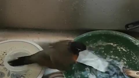 Emby the Rescued Robin Takes a Bath in the Frying Pan