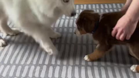 I think these might have been the happiest wiggles I’ve ever seen.. 💕 #puppy #dog #cutedog