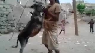Check this Donkey Dance!!