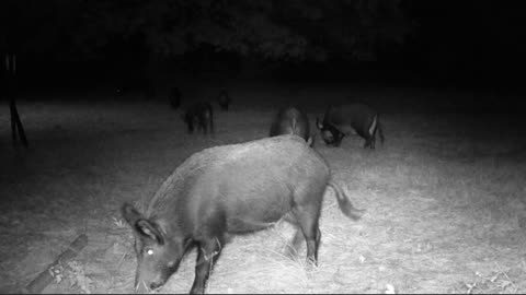 Texas Night Hog's & Deer Weekly, 11/03/23