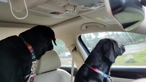 Rocky and Rosie driving.
