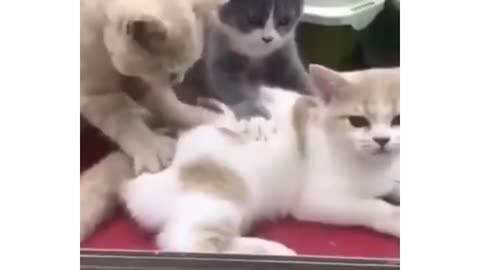 Cat dog funny video