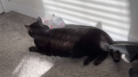 Adopting a Cat from a Shelter Vlog - Cute Precious Piper Enjoys Her Sunny Spot