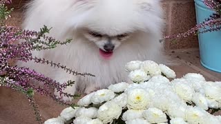 An Adorable White Dog close to White Flowers