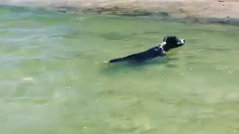 Black and white dog jumps and swims in ocean