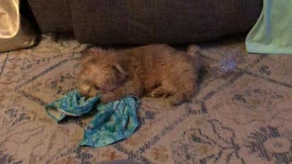 Morkie playing with a towel