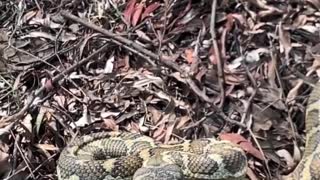Grumpy Python Strikes at Snake Catcher