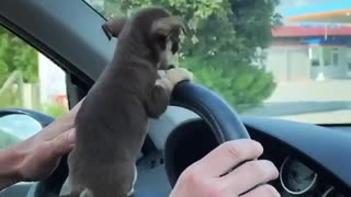 Teacup Chihuahua Pup Peeks Past Steering Wheel