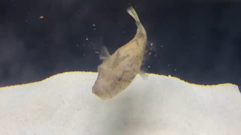 Puffer Fish Vs Gold Fish Survival Of The Fittest