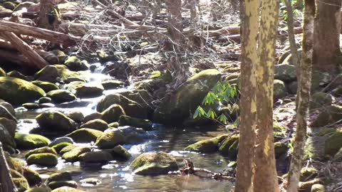 Mountain River Flowing Into Gatlinburg Number 23