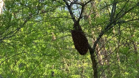 Ft. Campbell Hive Swarms!