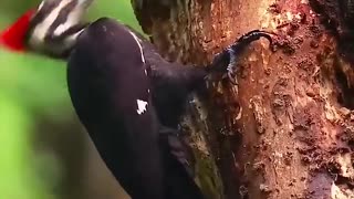 beautiful woodpecker in the jungle