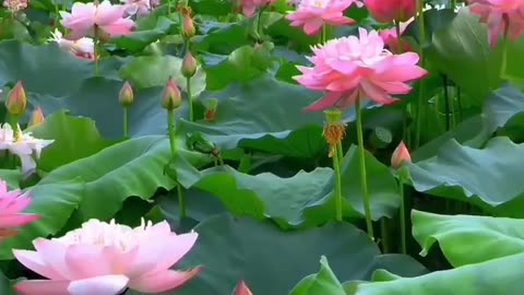 Beautiful Lotus_Nature_lake_lotus_lotusflower_lake_rosegarden_flowergarden_satisfying_shorts.mp4