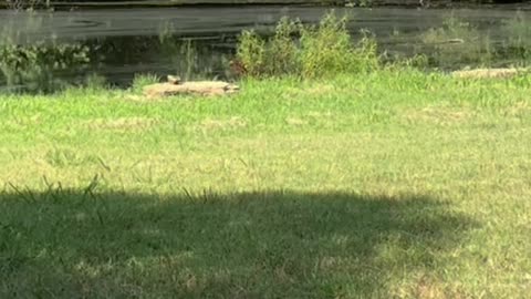 Woman Helps Ducklings Out of Swimming Pool