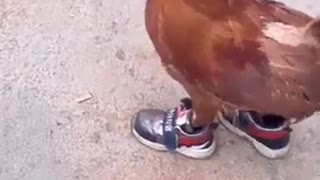 rooster wearing sneakers