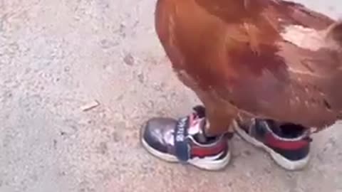 rooster wearing sneakers