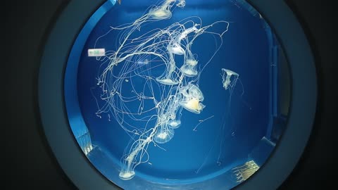 Marine jellyfish