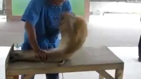 This monkey is very smart, also pays a lot of attention to its fitness
