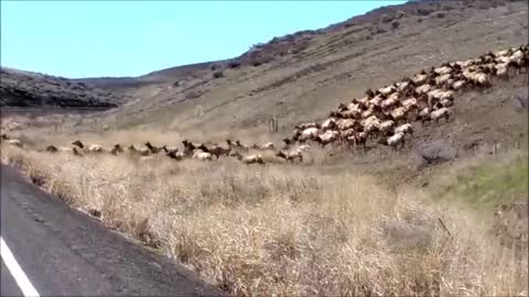 ElkRun, Kittitas County, Washington, Elk