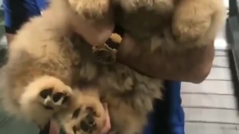 big fluffy chow ||it happens when you are fluffy