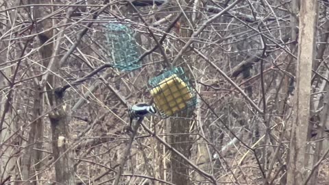 Random clips at the suet bird feeder James Gardens