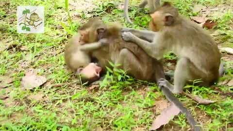 Wow young monkey makes mating funny..😂😂