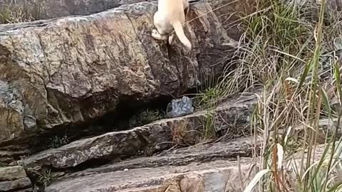 A climbing dog