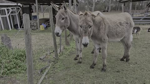 Donkey Love Farm LifeDonkeys are awesome!