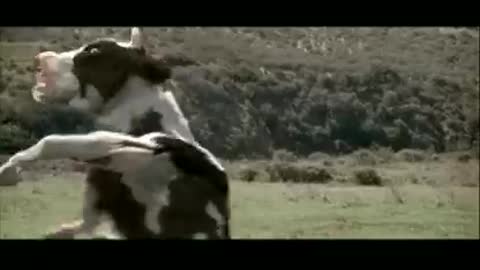 Funny cow fighting