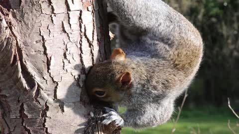 Cats Go Bonkers for this Squirrel Playing Peek A Boo Video, Trendy Animals