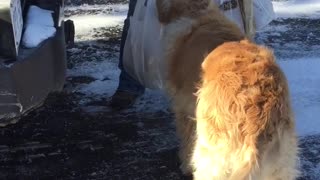 Golden Retriever Carries Plastic Bag Of Groceries Into Kitchen