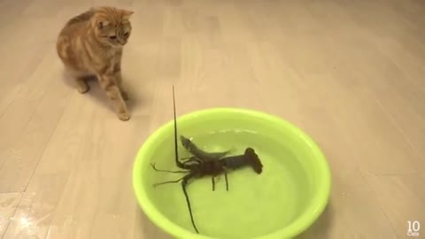 Japanese spiny lobster vs Cat
