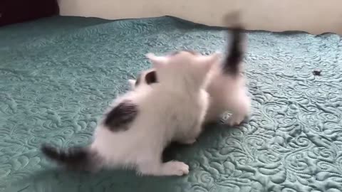 cute kitten cat