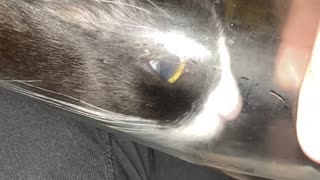 Cat Squeezes into Glass for a Drink