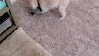 My poodle caught playing