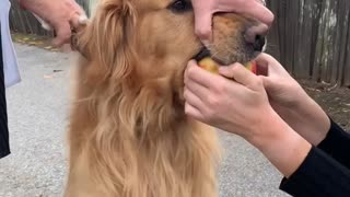 Golden Retriever Steals Apple and Refuses to Give it Back