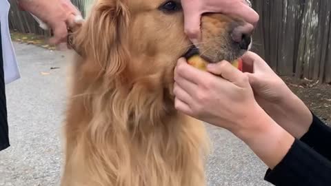 Golden Retriever Steals Apple and Refuses to Give it Back