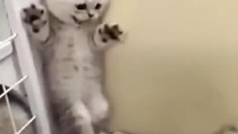 A scared little kitten | Funny video😂😂 watch the reaction of a little cute kitten