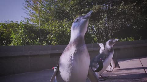 Adorable Moment Baby Penguins Take A Peek Outside For The First Time