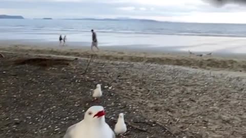 Slow motion seagull flying