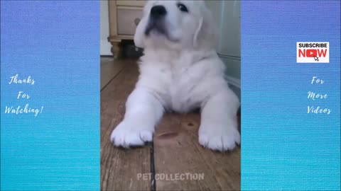 Cute And Funny Pet Videos Compilation #6 ♥ Funny Dog Videos - Baby Dogs #3
