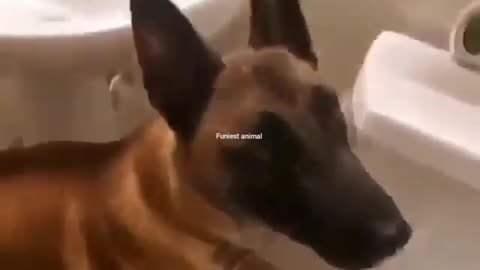 Funny dog video