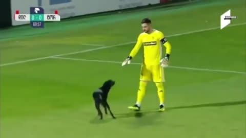 Dog interrupts the game fun at soccer game