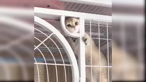 Baby Cats Video - Funny and Cute Cat Videos 2020 Compilation #5 FOND OF ANOMALS